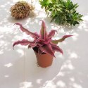 Cryptanthus bivittatus Pink Star Bromelia gwiazda ziemska skrytokwiat