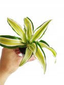 Dracaena fragrans Compacta Malaika Do Lasu w Słoiku Szkle