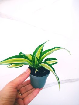 Dracaena fragrans Compacta Malaika Do Lasu w Słoiku Szkle