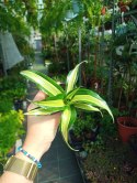 Dracaena fragrans Compacta Malaika Do Lasu w Słoiku Szkle