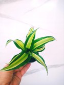 Dracaena fragrans Compacta Malaika Do Lasu w Słoiku Szkle