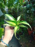 Dracaena fragrans Compacta Malaika Do Lasu w Słoiku Szkle