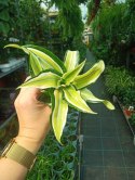 Dracaena fragrans Compacta Malaika Do Lasu w Słoiku Szkle