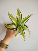 Dracaena fragrans Compacta Malaika Do Lasu w Słoiku Szkle