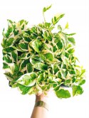 Epipremnum N'Joy Enjoj N Joy Variegated Pothos Devil's Ivy Scindaptus mini