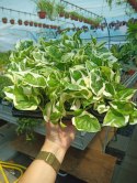 Epipremnum N'Joy Enjoj N Joy Variegated Pothos Devil's Ivy Scindaptus mini