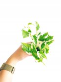 Epipremnum N'Joy Enjoj N Joy Variegated Pothos Devil's Ivy Scindaptus mini