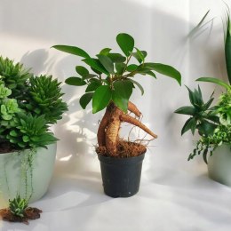 Ficus Ginseng microcarpa Bonsai Do Lasu w szkle