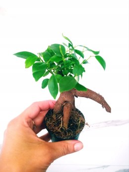 Ficus Ginseng microcarpa Bonsai Do Lasu w szkle