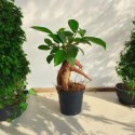 Ficus Ginseng microcarpa Bonsai Do Lasu w szkle