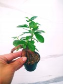 Ficus Ginseng microcarpa Bonsai Do Lasu w szkle