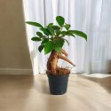 Ficus Ginseng microcarpa Bonsai Do Lasu w szkle