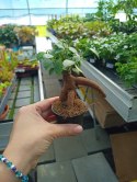 Ficus Ginseng microcarpa Bonsai Do Lasu w szkle