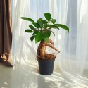 Ficus Ginseng microcarpa Bonsai Do Lasu w szkle