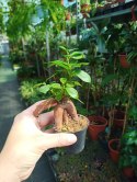 Ficus Ginseng microcarpa Bonsai Do Lasu w szkle