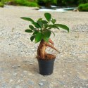 Ficus Ginseng microcarpa Bonsai Do Lasu w szkle