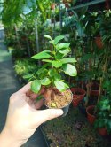 Ficus Ginseng microcarpa Bonsai Do Lasu w szkle