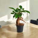 Ficus Ginseng microcarpa Bonsai Do Lasu w szkle