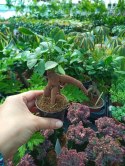 Ficus Ginseng microcarpa Bonsai Do Lasu w szkle