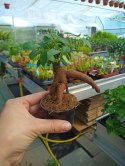 Ficus Ginseng microcarpa Bonsai Do Lasu w szkle