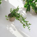 Ficus Pumila Figowiec pnący Pełzający do Terrarium Lasu w Słoiku szkle