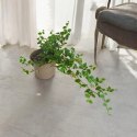 Ficus Pumila Figowiec pnący Pełzający do Terrarium Lasu w Słoiku szkle