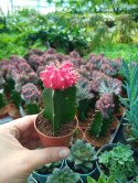 Gymnocalycium mihanovichii Japan Red Kaktus Księżycowy szczepiony