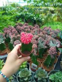 Gymnocalycium mihanovichii Japan Red Kaktus Księżycowy szczepiony