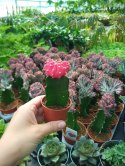 Gymnocalycium mihanovichii Japan Red Kaktus Księżycowy szczepiony