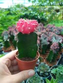 Gymnocalycium mihanovichii Japan Red Kaktus Księżycowy szczepiony