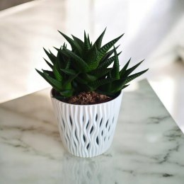 Haworthia Limifolia sukulent sekulent ciężki do zabicia Jastrzębie Pazury