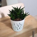 Haworthia Limifolia sukulent sekulent ciężki do zabicia Jastrzębie Pazury