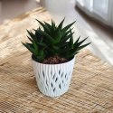 Haworthia Limifolia sukulent sekulent ciężki do zabicia Jastrzębie Pazury