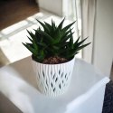 Haworthia Limifolia sukulent sekulent ciężki do zabicia Jastrzębie Pazury