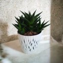 Haworthia Limifolia sukulent sekulent ciężki do zabicia Jastrzębie Pazury