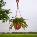 Hoya Wayetii Tricolor (Kentiana Variegata) XXL Duża zwisająca wybarwiona