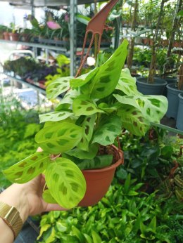 Maranta leuconeura var. kerchoveana variegata w wiszącej doniczce