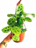 Maranta leuconeura var. kerchoveana variegata w wiszącej doniczce