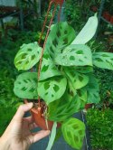 Maranta leuconeura var. kerchoveana variegata w wiszącej doniczce