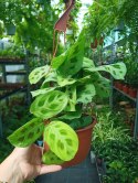 Maranta leuconeura var. kerchoveana variegata w wiszącej doniczce