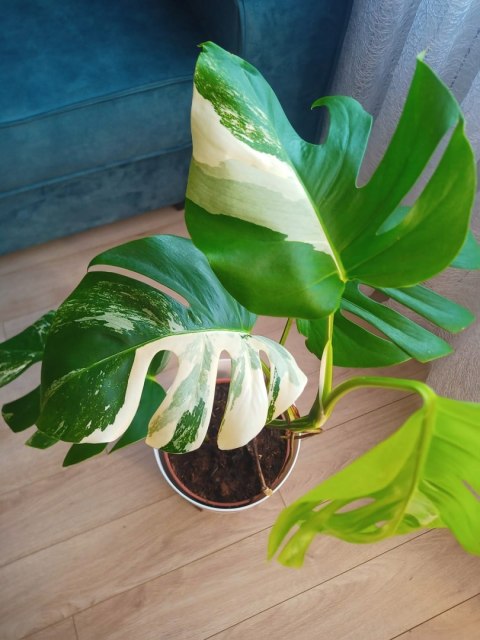 Monstera Deliciosa Variegata nr1 Kolekcjonerska Duża Wybarwiona Ukorzeniona