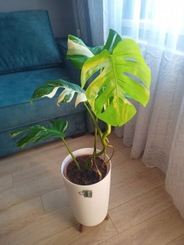 Monstera Deliciosa Variegata nr1 Kolekcjonerska Duża Wybarwiona Ukorzeniona