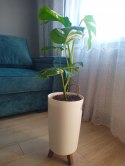 Monstera Deliciosa Variegata nr1 Kolekcjonerska Duża Wybarwiona Ukorzeniona