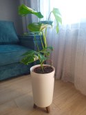 Monstera Deliciosa Variegata nr1 Kolekcjonerska Duża Wybarwiona Ukorzeniona