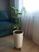 Monstera Deliciosa Variegata nr1 Kolekcjonerska Duża Wybarwiona Ukorzeniona