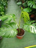 Monstera Deliciosa Variegata nr4 Kolekcjonerska Duża Wybarwiona Ukorzeniona