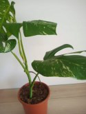 Monstera Deliciosa Variegata nr5 Kolekcjonerska Duża Wybarwiona Ukorzeniona