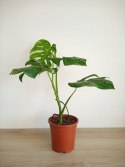 Monstera Deliciosa Variegata nr5 Kolekcjonerska Duża Wybarwiona Ukorzeniona