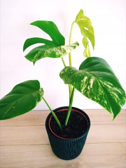 Monstera Deliciosa Variegata nr7 Kolekcjonerska Duża Wybarwiona Ukorzeniona