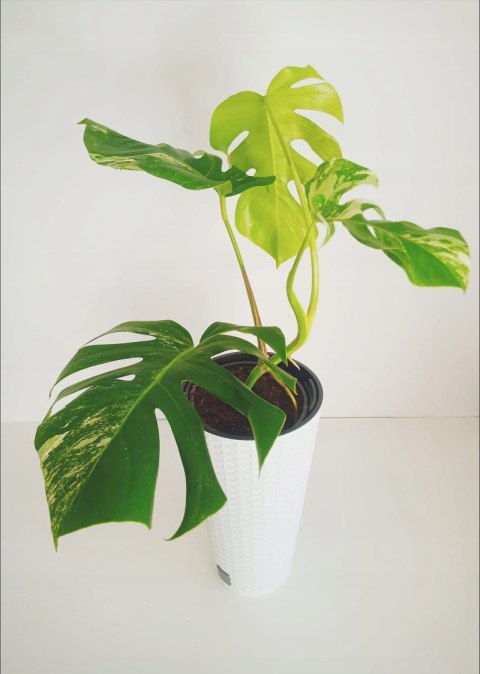 Monstera Deliciosa Variegata nr8 Kolekcjonerska Duża Wybarwiona Ukorzeniona